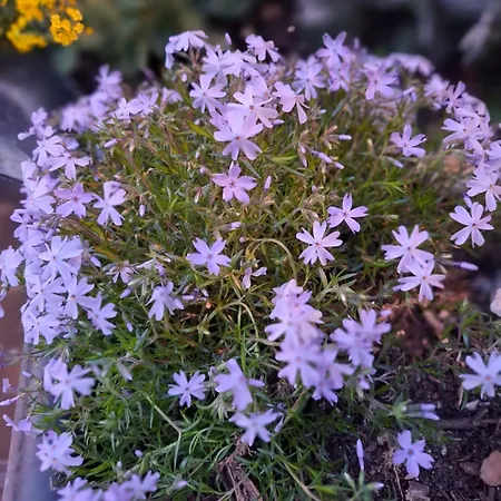 Le Maclo Hébergement de vacances Bétaille