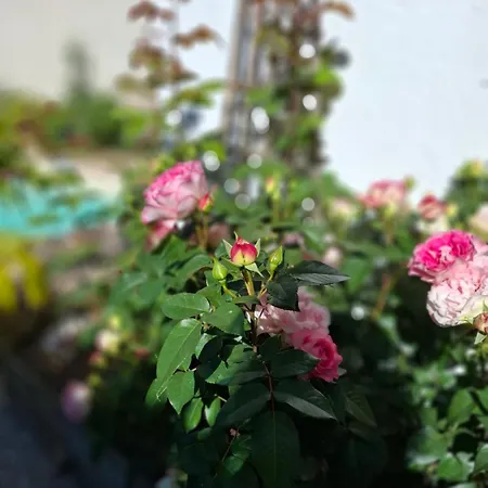 別荘 Le Maclo Bétaille