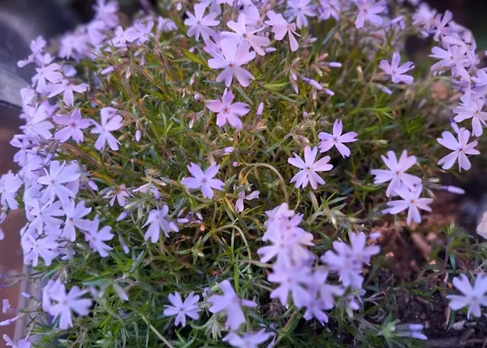 Le Maclo 別荘 Bétaille