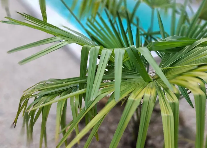 Le Maclo * Bétaille